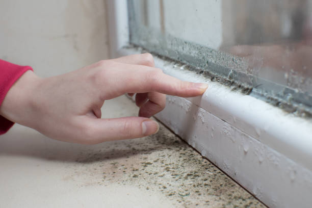 Best Comprehensive Air Testing for Mold Contaminants  in Prospect Park, NJ